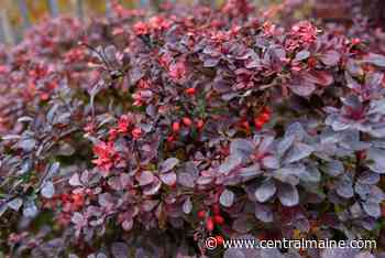 Maine Gardener: What will Maine's forests look like in 100 years? - Kennebec Journal and Morning Sentinel