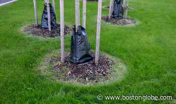 Ask the Gardener: How to save your trees in this drought - The Boston Globe