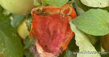 Ask a Master Gardener: What's eating my plant? - NRToday.com