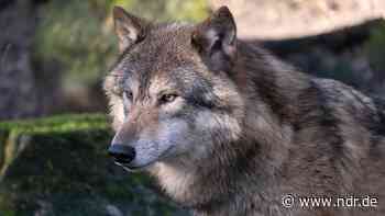 Pony nahe Peine gerissen: Es war offenbar ein Wolf - NDR.de