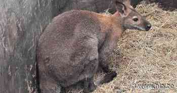 Ook tweede ontsnapte wallaby gevat: kangoeroe even voordien aangereden - Het Laatste Nieuws