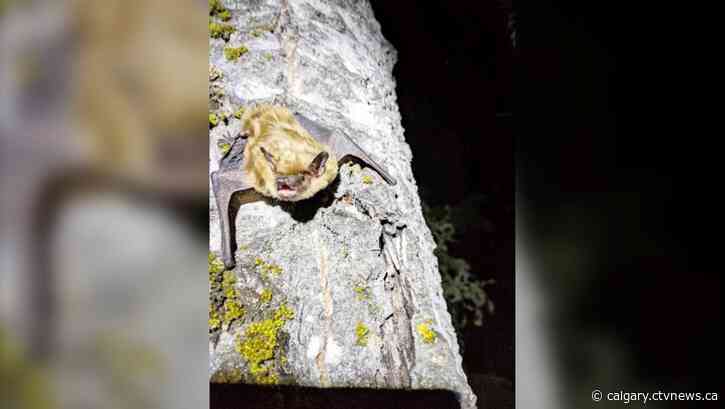 Banff National Park pays tribute to The Bat Night