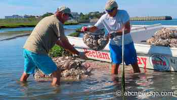 Tiny oysters play big role in stabilizing eroding shorelines