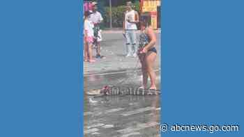 WATCH:  Alligator is walked on leash