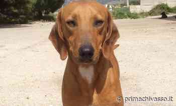 Giornata nazionale del cane MANDATECI LE VOSTRE FOTO - Prima Chivasso