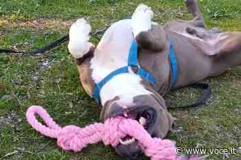 La giornata mondiale del cane al canile di Carpi - Voce.it