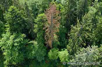 Frankenwald - Ganz Bayern gegen den Borkenkäfer - Neue Presse Coburg