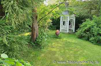 Gartenoasen im Kreis Kronach: Impressionen von den Gartennachmittagen 2022 - Fränkischer Tag