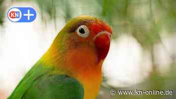 Besondere Schau in Kiel: Bunte Vögel und exotische Pflanzen - Kieler Nachrichten