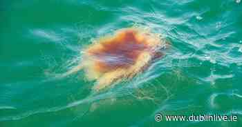 Dublin beachgoers warned after 'several children hospitalised' from painful jellyfish sting - Dublin Live