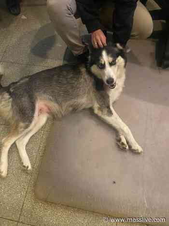 Lost dog: Westminster police search for owner of husky found near Cumberland Farms - MassLive.com
