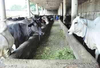 No cattle transport amid lumpy skin disease threat - The Tribune India