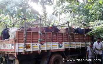 No permit required to transport cow within Uttar Pradesh, rules Allahabad High Court - The Hindu