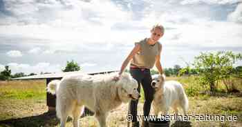 Hunde gegen Wölfe: Die Abwehrtruppe in der Döberitzer Heide - Berliner Zeitung