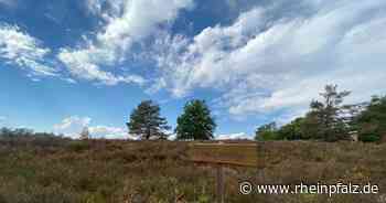 Hohe Brandgefahr in der Mehlinger Heide - Mehlingen - Rheinpfalz.de