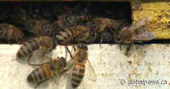 Researcher discovers insecticides impair ability of honeybees to navigate