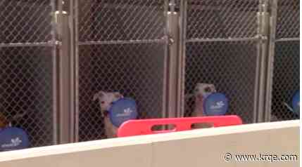 Adoptions fees waived for 'Bases Loaded' pet event