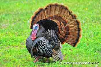 HUGS AND SLUGS: Testy about turkeys - Nelson Star