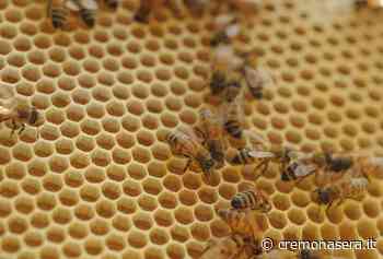Clima, Lombardia: -25% raccolto miele, Sos api stremate da siccità e caldo - Cremona Sera