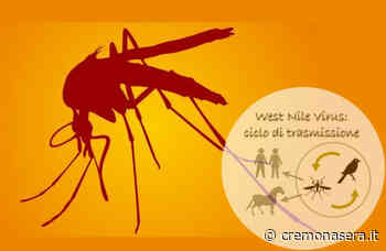 Prima vittima a Cremona di West Nile, è un 70enne di Castelverde già provato da un quadro clinico complicato - Cremona Sera