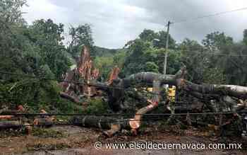 Derriban lluvias amate de Tlaltizapán - El Sol de Cuernavaca