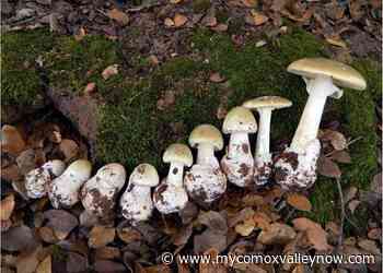 Death cap mushrooms found near Filberg Park - My Comox Valley Now