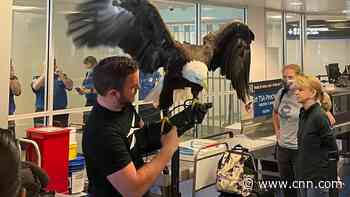 Bald eagle surprises travelers at airport security checkpoint