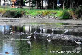 Schilfteich Frankenberg trocknet aus: Notabfischung steht bevor - freiepresse.de