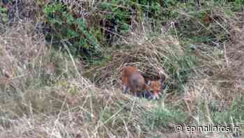 Epinal - Un renard dans son jardin [vidéo] - Epinal infos - Epinal Infos