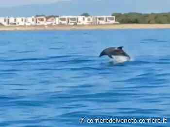 Delfini nuotano vicino a riva tra Jesolo e Cavallino: «Eventi sempre più frequenti» - corrieredelveneto.corriere.it