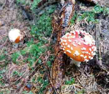 Pilzberatung auf dem Stadtmarkt Augsburg | Die Augsburger Zeitung - DAZ - Die Augsburger Zeitung