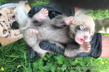 VIDEO: Births of red panda cubs important step
