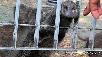 Cinghiali nel parco della Maggiolina alla Spezia, Ispra favorevole al trasferimento in strutture per la macellazione - Il Secolo XIX