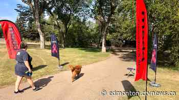 MADD Edmonton fundraising walk strides toward change - CTV News Edmonton