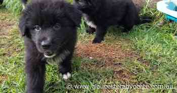 Raising new puppies is hard - Gloucester Advocate