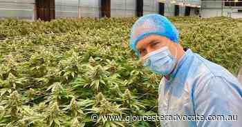 Olivia campaigned for cannabis to the end - Gloucester Advocate