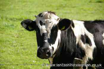 Loose dog spooks cow leading to woman being trampled