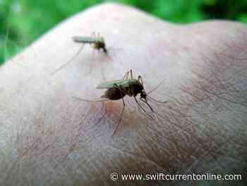 Mosquito fogging in Frontier - SwiftCurrentOnline.com - Local news, Weather, Sports, Free Classifieds and Job Listings - SwiftCurrentOnline.com
