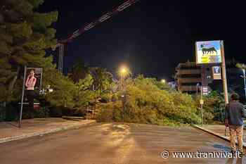 Grosso albero cade nella notte in via Malcangi, nessun danno a cose o persone - TraniViva