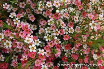 IN THE GARDEN | Wonders of Geraldton wax plants from Down Under - DispatchLIVE