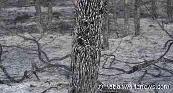The Truth About The "Breathing" Tree Captured In A Canadian Forest - Nation World News