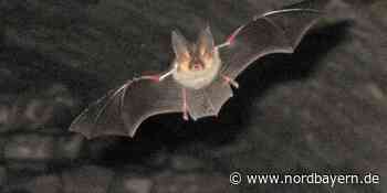 Auf den Spuren der "fliegenden Kobolde" in ERH - Nordbayern.de