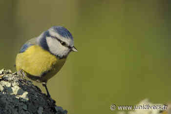 Photographier les animaux – MEUDON Maison de la nature et de l’arbre dimanche 25 septembre 2022 - Unidivers