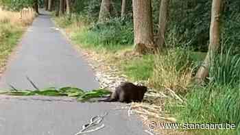 Bever doet beek in Maaseik overstromen met dam van maïs - De Standaard