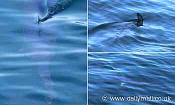 'Incredibly rare' sighting of a SWORDFISH in British waters: 10ft-long fish spotted in the Irish Sea