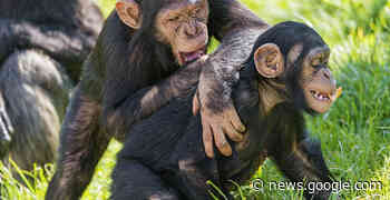 Dieren die (elkaar) versieren Frans de Waal schrijft in Anders over ... - Kennislink