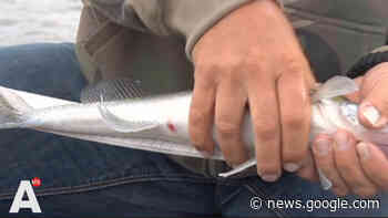 Partij voor de Dieren doet nieuwe poging om 'doodsnood en pijn ... - AT5