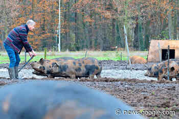 Circulair gemengd bedrijf: ‘Dieren blij, mensen blij, wij blij’ - Boerderij