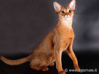 Dagli Abissini ai Siamesi, ecco quali sono i gatti più intelligenti