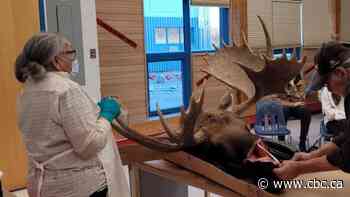 How a school in northern Alberta is protecting Cree and Dene language and culture